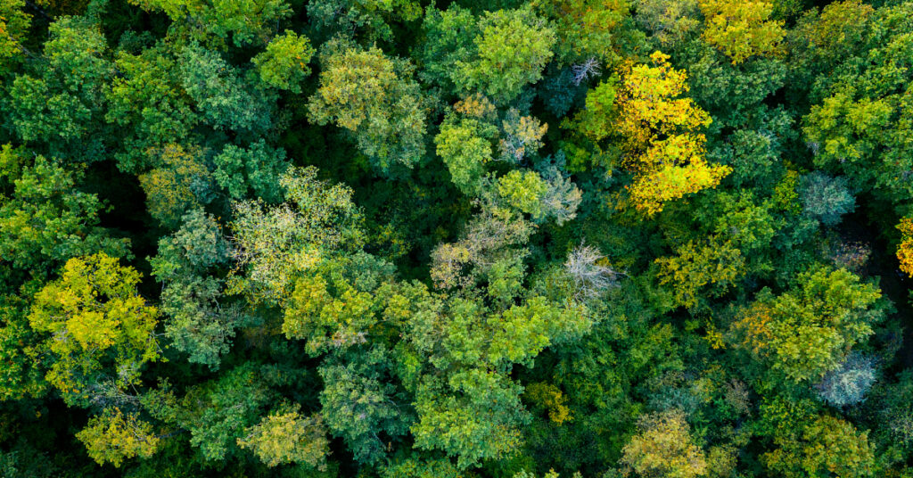 overhead view of trees in a forest