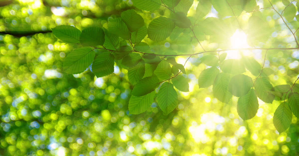 leaves on a tree